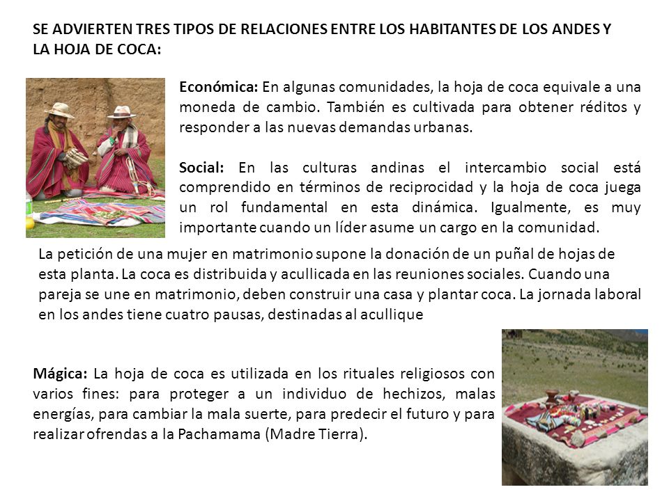 SE ADVIERTEN TRES TIPOS DE RELACIONES ENTRE LOS HABITANTES DE LOS ANDES Y LA HOJA DE COCA: