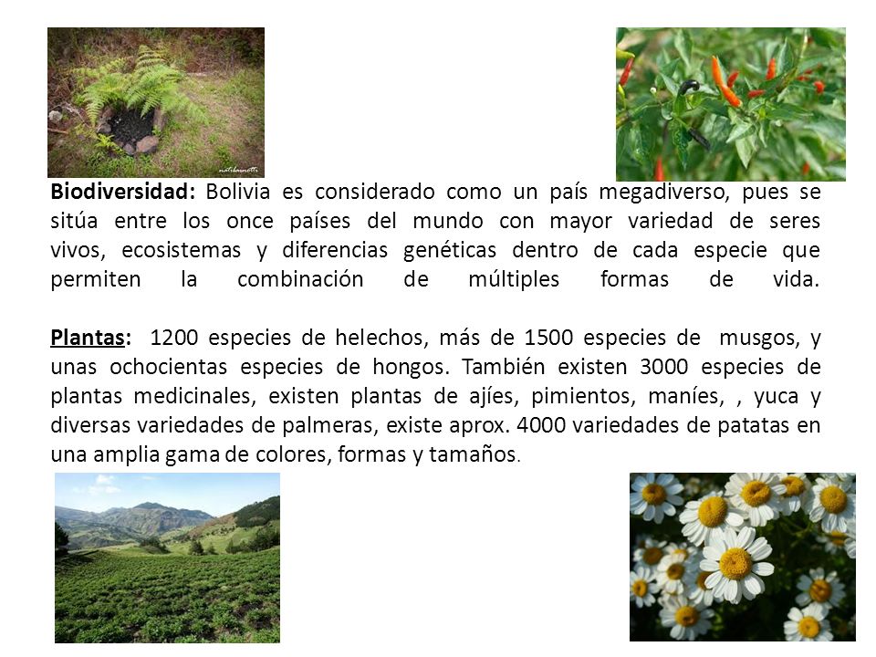 Biodiversidad: Bolivia es considerado como un país megadiverso, pues se sitúa entre los once países del mundo con mayor variedad de seres vivos, ecosistemas y diferencias genéticas dentro de cada especie que permiten la combinación de múltiples formas de vida.