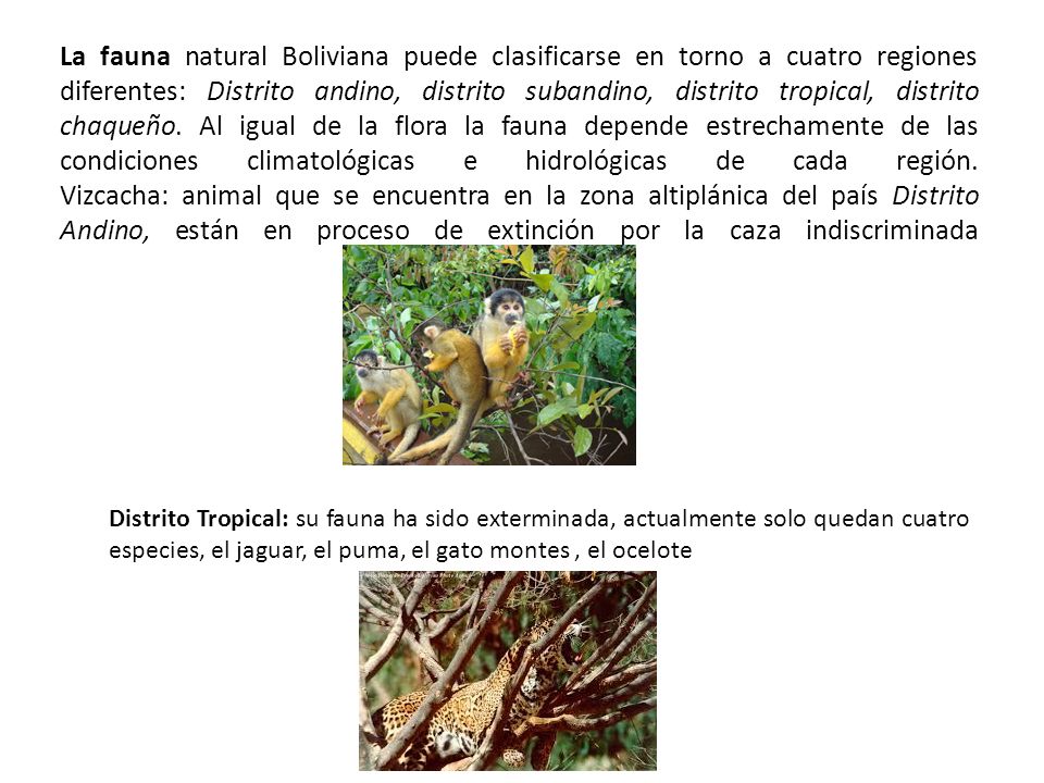 La fauna natural Boliviana puede clasificarse en torno a cuatro regiones diferentes: Distrito andino, distrito subandino, distrito tropical, distrito chaqueño. Al igual de la flora la fauna depende estrechamente de las condiciones climatológicas e hidrológicas de cada región. Vizcacha: animal que se encuentra en la zona altiplánica del país Distrito Andino, están en proceso de extinción por la caza indiscriminada
