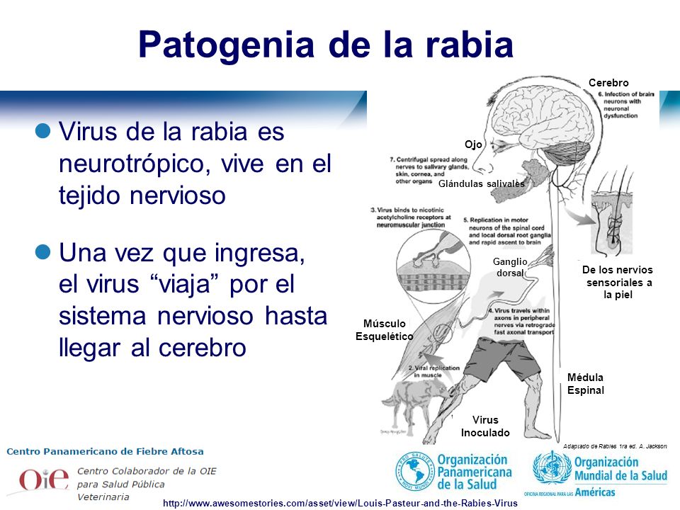 Patogenia de la rabia Cerebro. Médula Espinal. Glándulas salivales. De los nervios sensoriales a la piel.