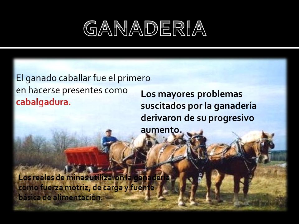 GANADERIA El ganado caballar fue el primero en hacerse presentes como cabalgadura.