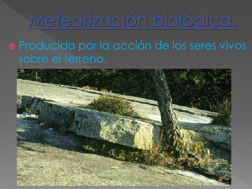 Meteorización biológica.
