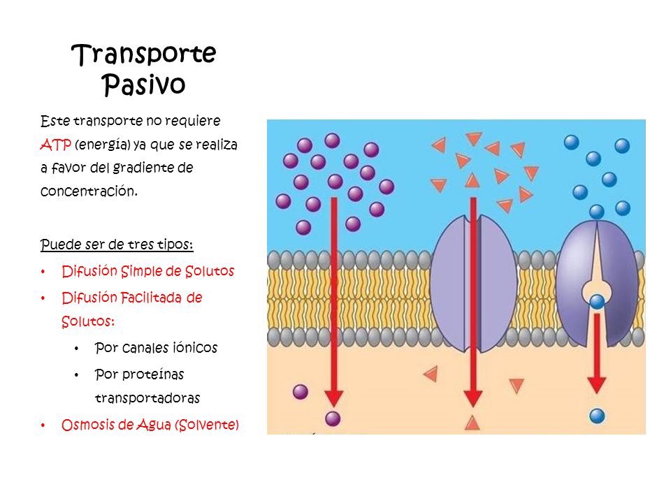 Transporte Pasivo Este transporte no requiere ATP (energía) ya que se realiza a favor del gradiente de concentración.