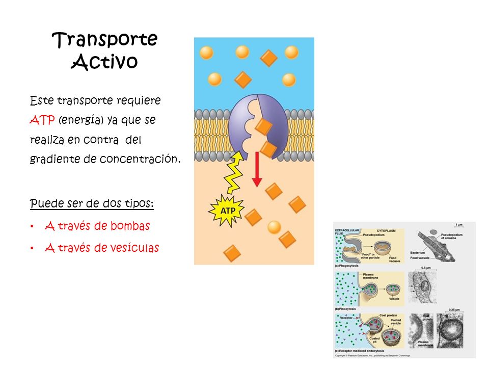 Transporte Activo Este transporte requiere ATP (energía) ya que se realiza en contra del gradiente de concentración.