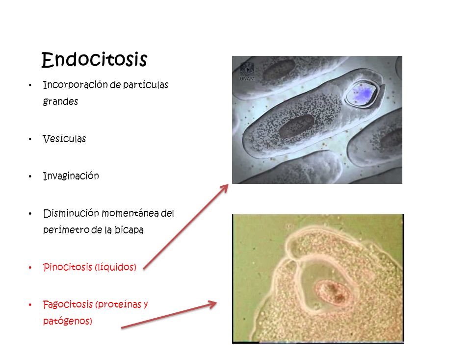 Endocitosis Incorporación de partículas grandes Vesículas Invaginación