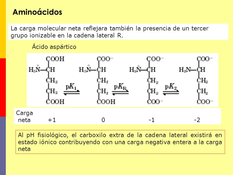 Aminoácidos La carga molecular neta reflejara también la presencia de un tercer grupo ionizable en la cadena lateral R.