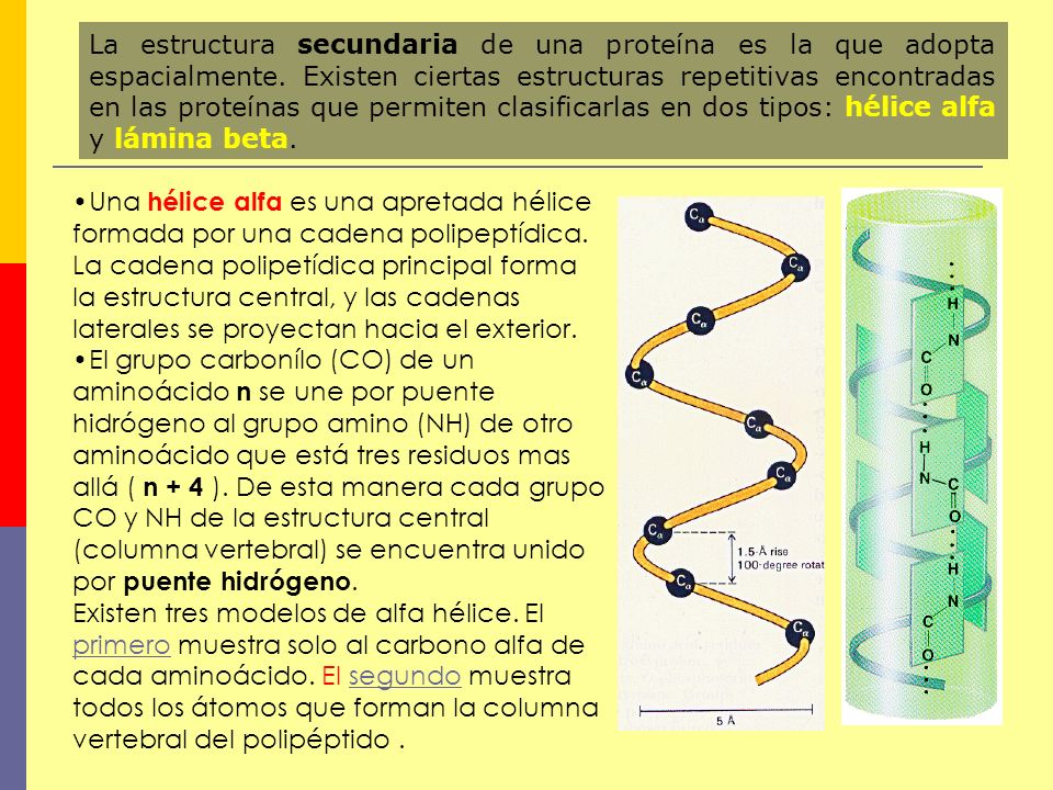 La estructura secundaria de una proteína es la que adopta espacialmente. Existen ciertas estructuras repetitivas encontradas en las proteínas que permiten clasificarlas en dos tipos: hélice alfa y lámina beta.