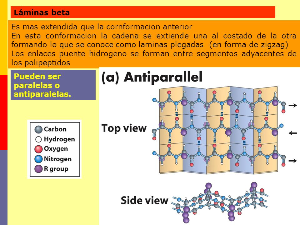 Láminas beta Es mas extendida que la cornformacion anterior.