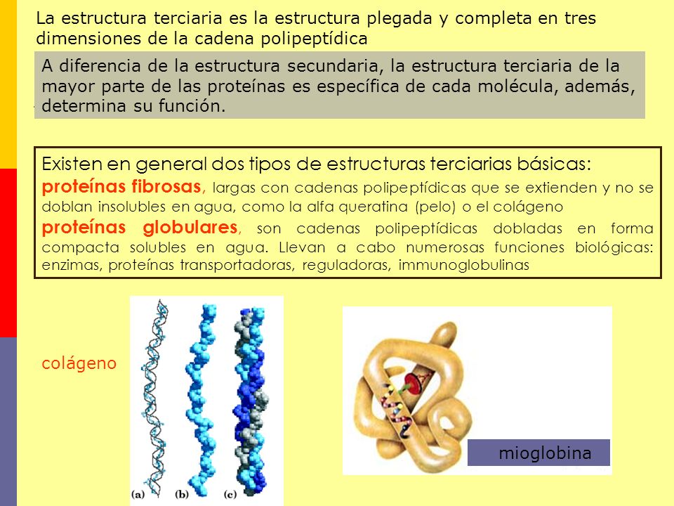 Existen en general dos tipos de estructuras terciarias básicas: