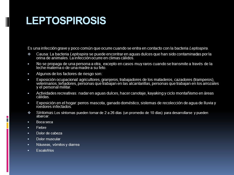 LEPTOSPIROSIS Es una infección grave y poco común que ocurre cuando se entra en contacto con la bacteria Leptospira.