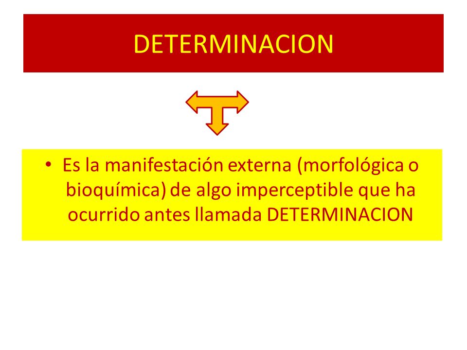 DETERMINACION Es la manifestación externa (morfológica o bioquímica) de algo imperceptible que ha ocurrido antes llamada DETERMINACION.