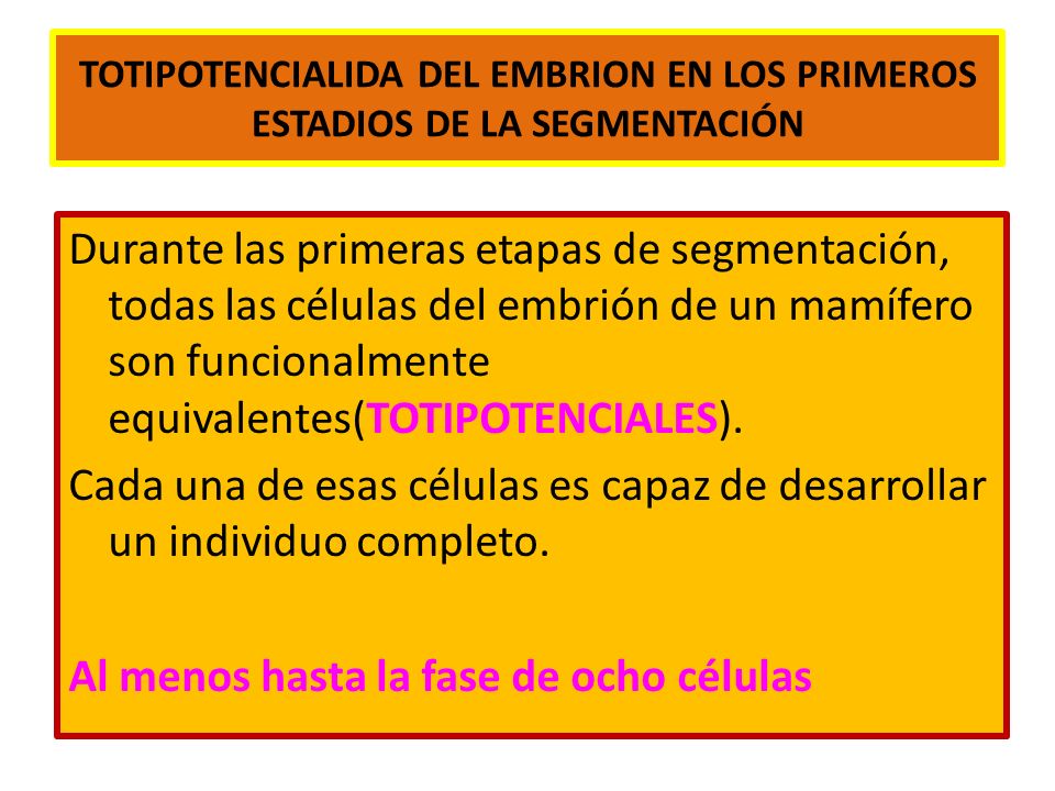 TOTIPOTENCIALIDA DEL EMBRION EN LOS PRIMEROS ESTADIOS DE LA SEGMENTACIÓN