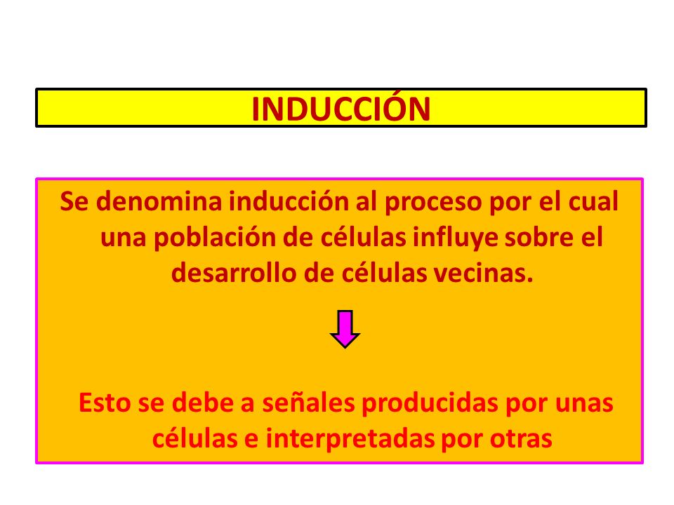 INDUCCIÓN Se denomina inducción al proceso por el cual una población de células influye sobre el desarrollo de células vecinas.
