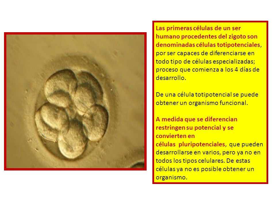 Las primeras células de un ser humano procedentes del zigoto son denominadas células totipotenciales, por ser capaces de diferenciarse en todo tipo de células especializadas; proceso que comienza a los 4 días de desarrollo.
