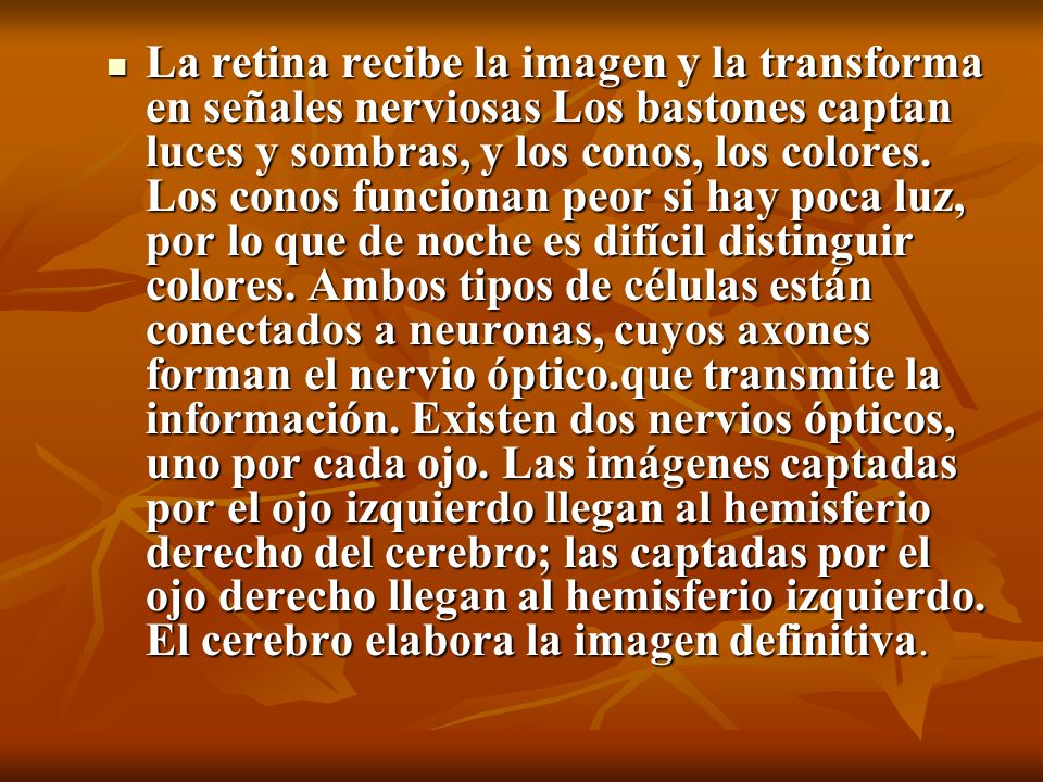 La retina recibe la imagen y la transforma en señales nerviosas Los bastones captan luces y sombras, y los conos, los colores.