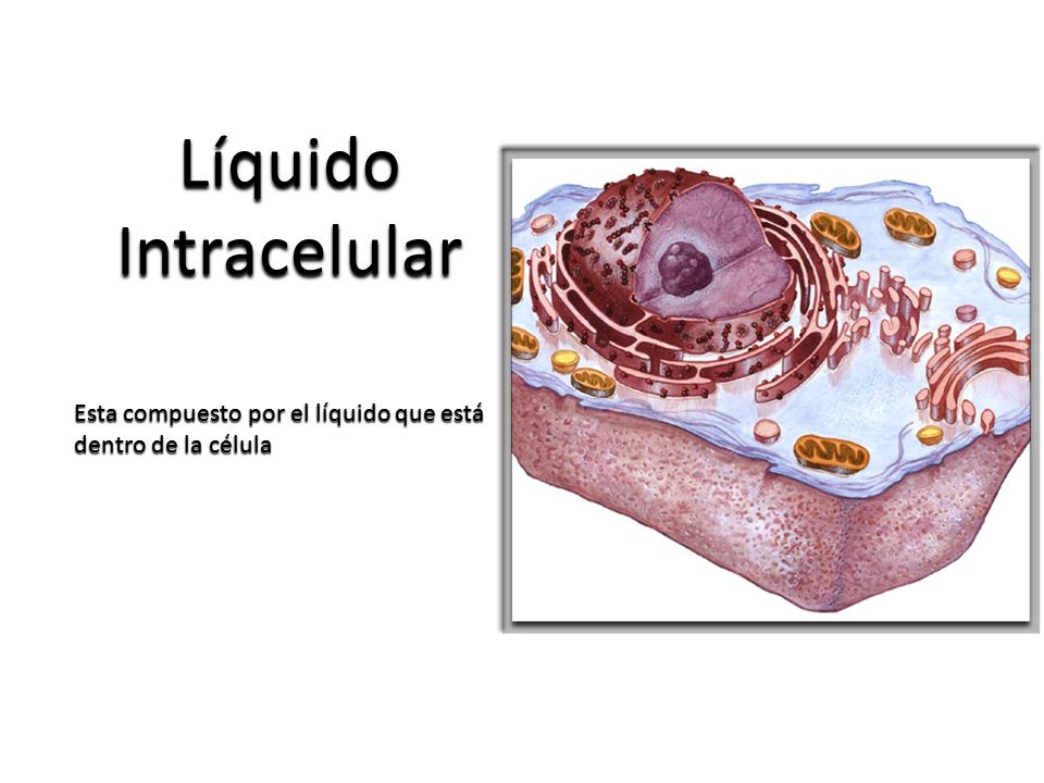 Líquido Intracelular Esta compuesto por el líquido que está dentro de la célula