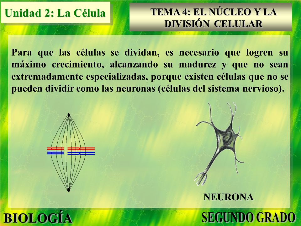 Para que las células se dividan, es necesario que logren su máximo crecimiento, alcanzando su madurez y que no sean extremadamente especializadas, porque existen células que no se pueden dividir como las neuronas (células del sistema nervioso).