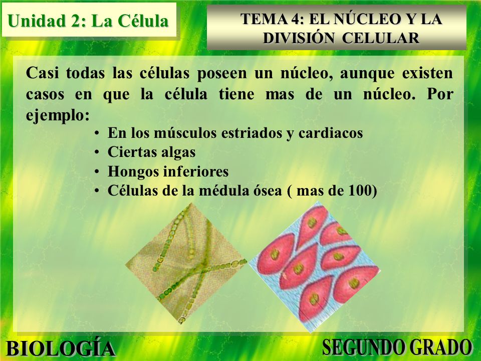 Casi todas las células poseen un núcleo, aunque existen casos en que la célula tiene mas de un núcleo. Por ejemplo: