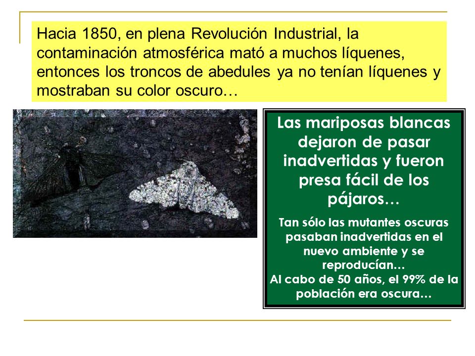 Hacia 1850, en plena Revolución Industrial, la contaminación atmosférica mató a muchos líquenes, entonces los troncos de abedules ya no tenían líquenes y mostraban su color oscuro…