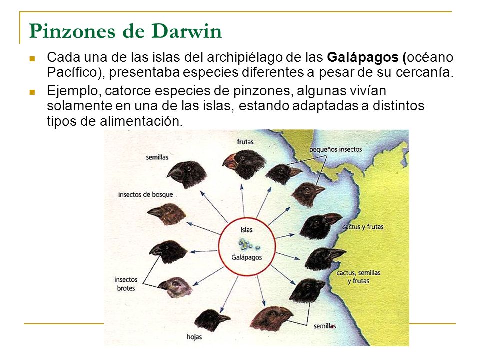 Pinzones de Darwin Cada una de las islas del archipiélago de las Galápagos (océano Pacífico), presentaba especies diferentes a pesar de su cercanía.