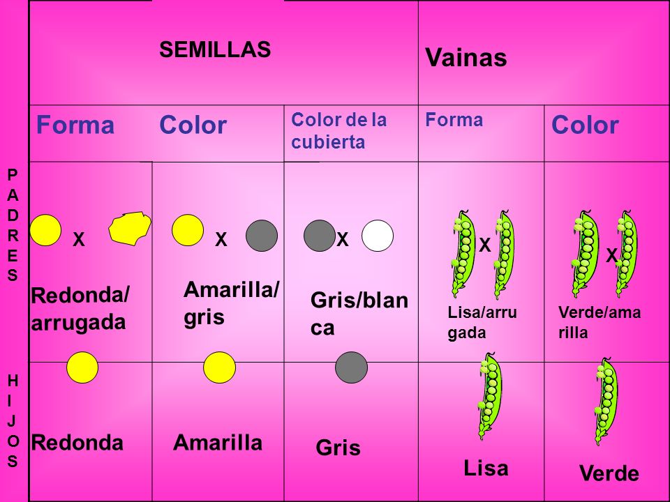 Vainas Forma Color SEMILLAS Amarilla/gris Redonda/arrugada Gris/blanca