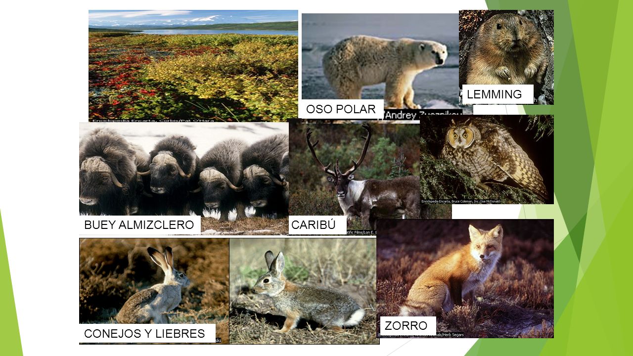 LEMMING OSO POLAR CARIBÚ BUEY ALMIZCLERO ZORRO CONEJOS Y LIEBRES
