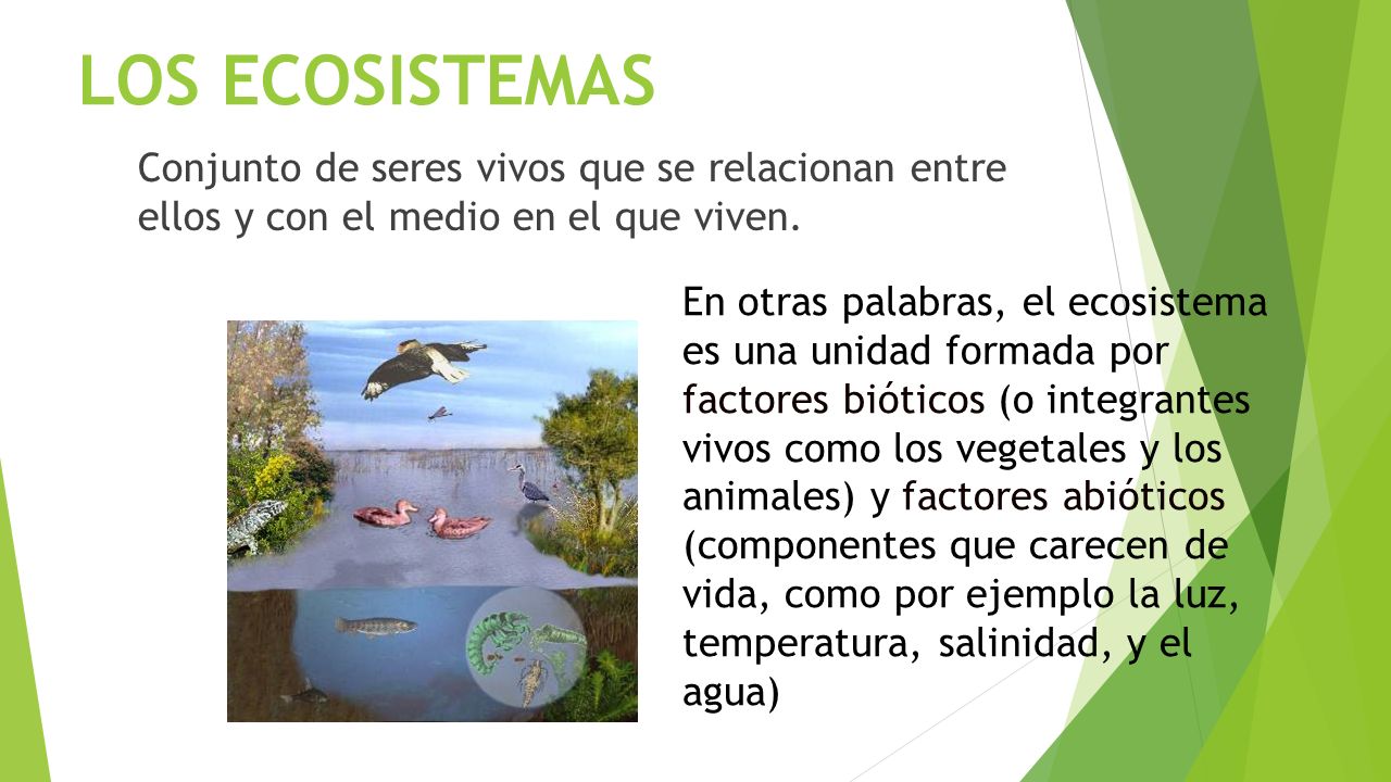 LOS ECOSISTEMAS Conjunto de seres vivos que se relacionan entre ellos y con el medio en el que viven.