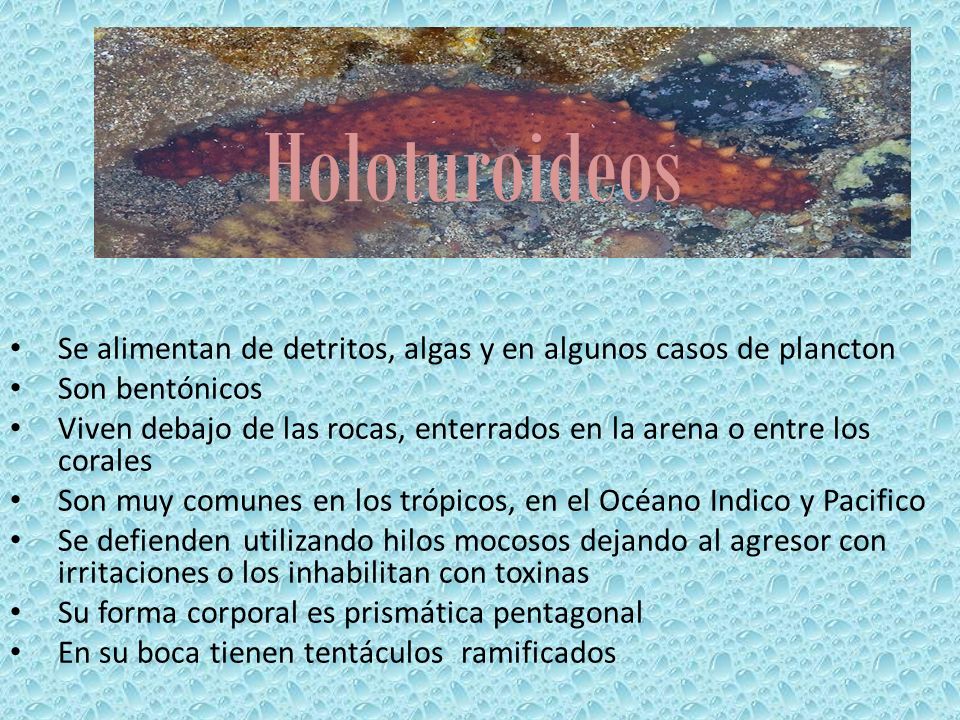 Holoturoideos Se alimentan de detritos, algas y en algunos casos de plancton. Son bentónicos.