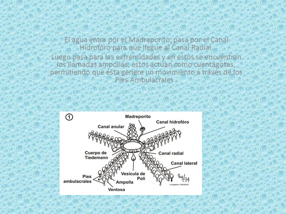 El agua entra por el Madreporito, pasa por el Canal Hidrofòro para que llegue al Canal Radial.