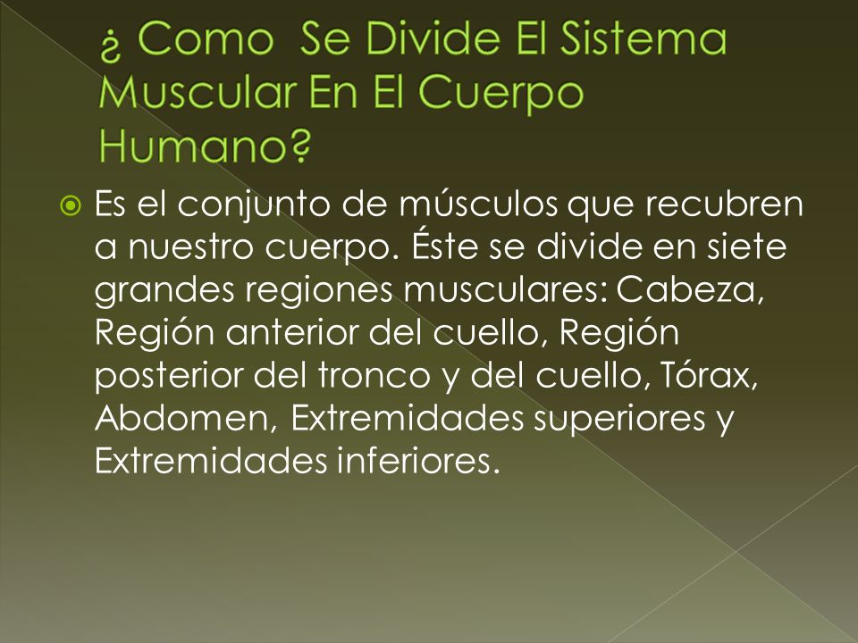 ¿ Como Se Divide El Sistema Muscular En El Cuerpo Humano