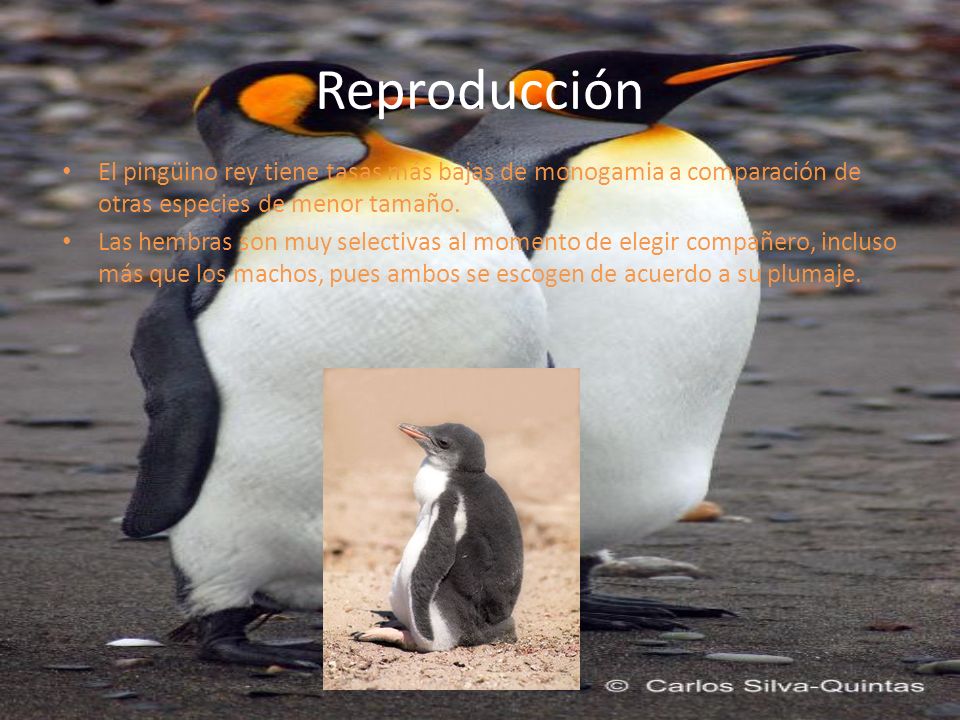 Reproducción El pingüino rey tiene tasas más bajas de monogamia a comparación de otras especies de menor tamaño.
