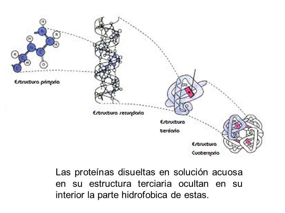 Las proteínas disueltas en solución acuosa en su estructura terciaria ocultan en su interior la parte hidrofobica de estas.