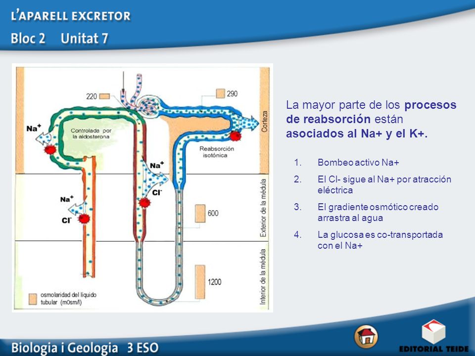 La mayor parte de los procesos de reabsorción están asociados al Na+ y el K+.