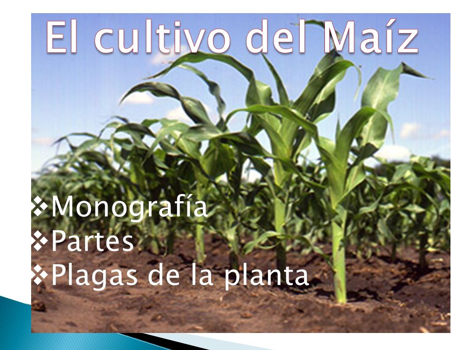 El cultivo del Maíz Monografía Partes Plagas de la planta