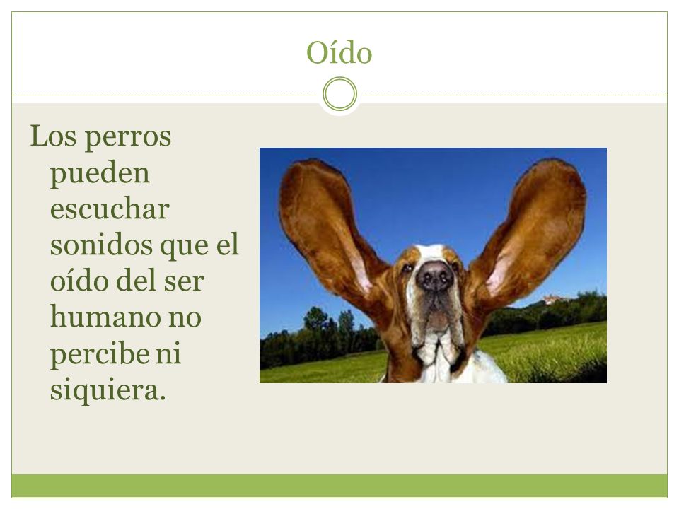Oído Los perros pueden escuchar sonidos que el oído del ser humano no percibe ni siquiera.
