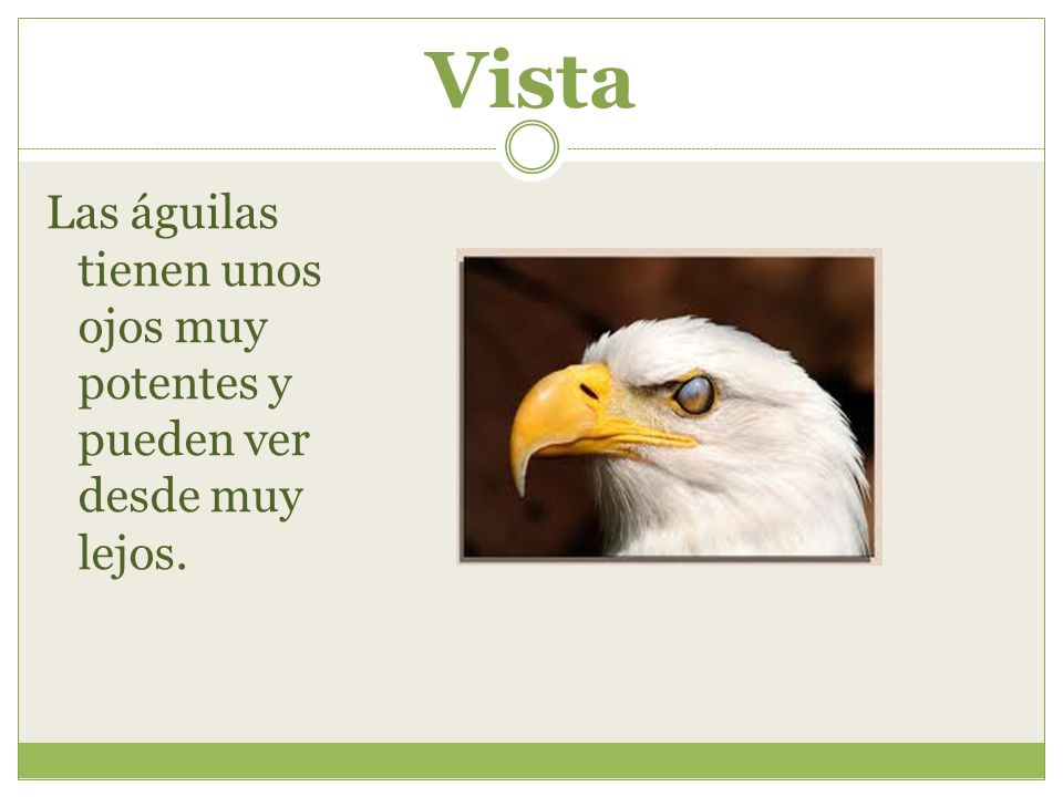 Vista Las águilas tienen unos ojos muy potentes y pueden ver desde muy lejos.