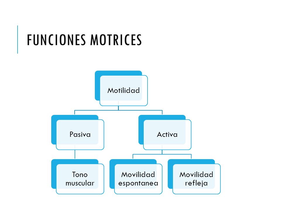 FUNCIONES MOTRICES Motilidad Pasiva Tono muscular Activa