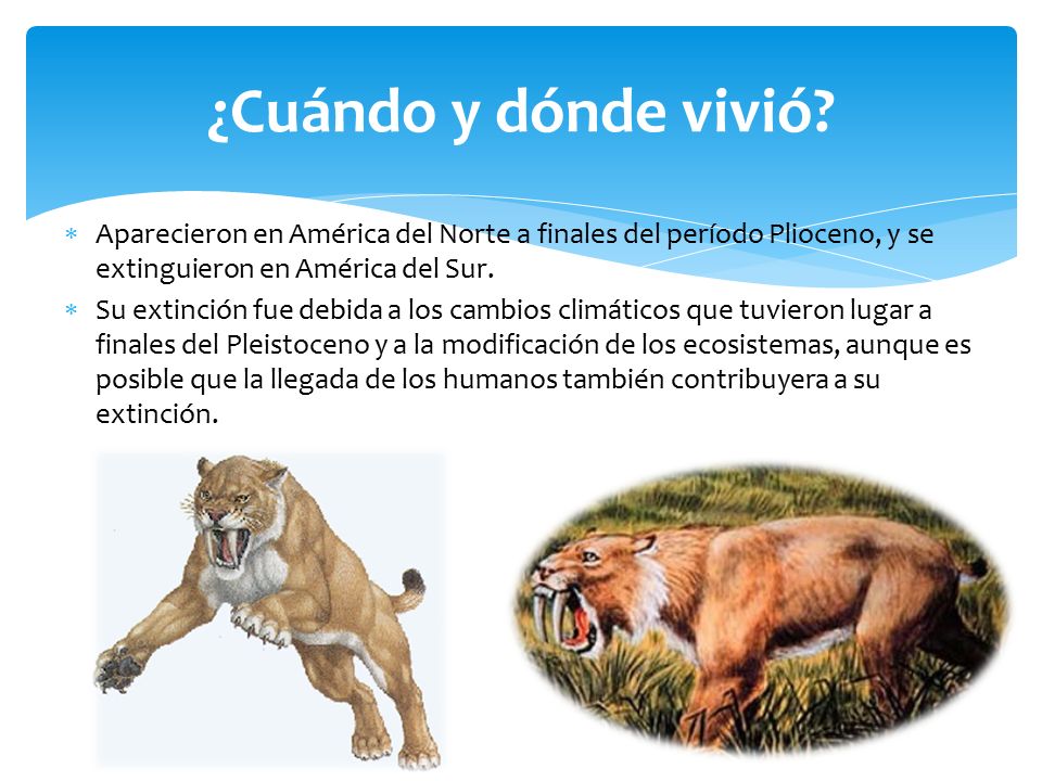 ¿Cuándo y dónde vivió Aparecieron en América del Norte a finales del período Plioceno, y se extinguieron en América del Sur.
