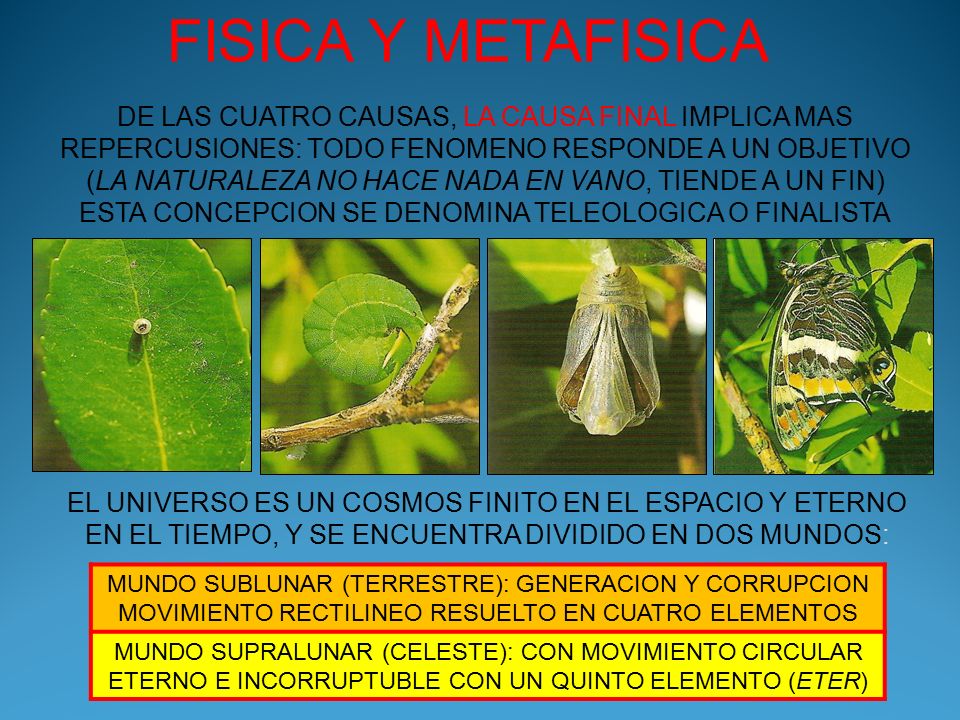 FISICA Y METAFISICA DE LAS CUATRO CAUSAS, LA CAUSA FINAL IMPLICA MAS