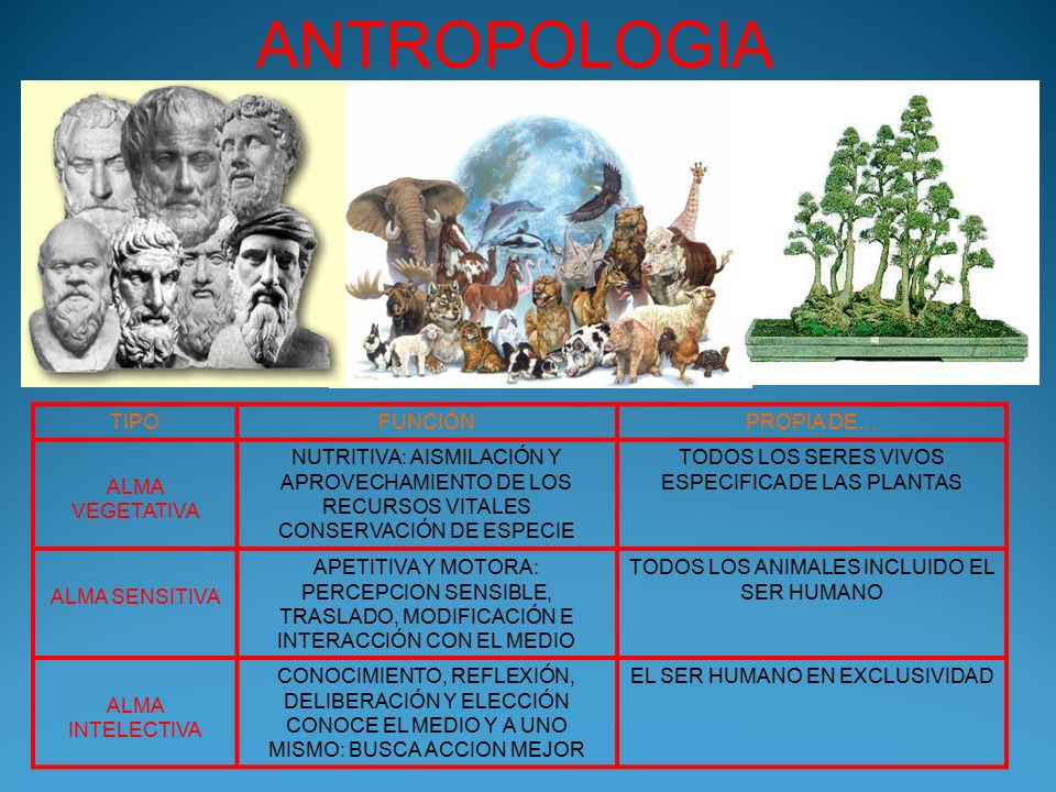 ANTROPOLOGIA TIPO FUNCIÓN PROPIA DE… ALMA VEGETATIVA