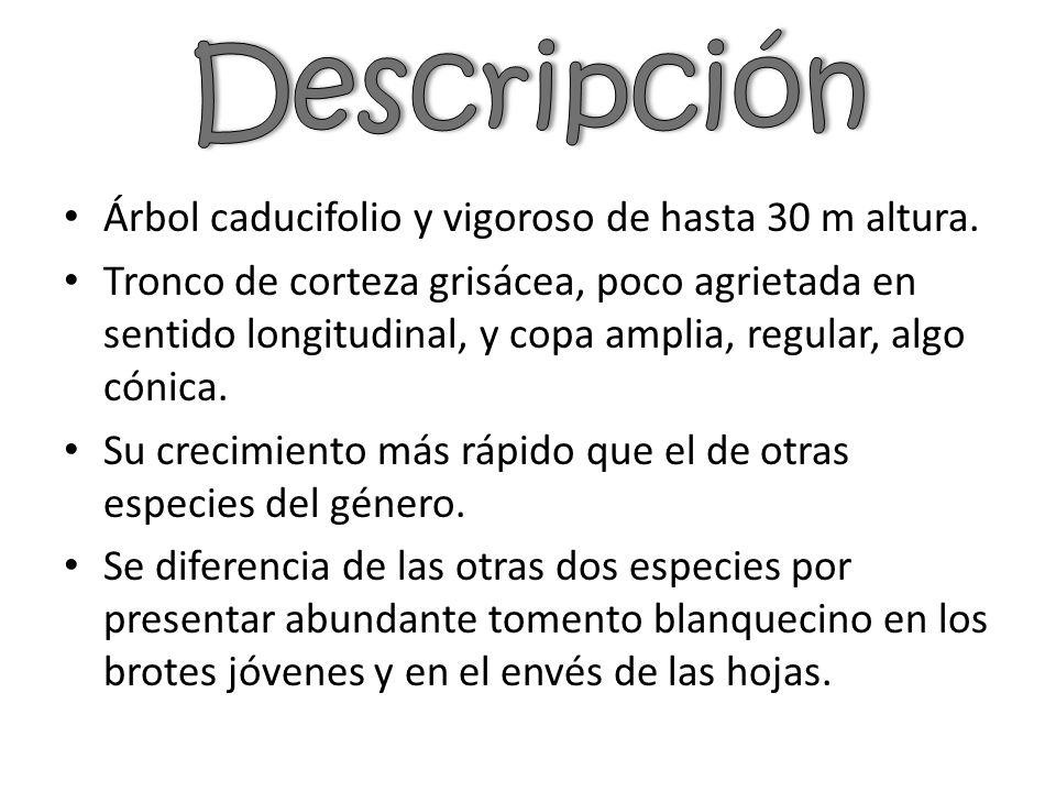 Descripción Árbol caducifolio y vigoroso de hasta 30 m altura.