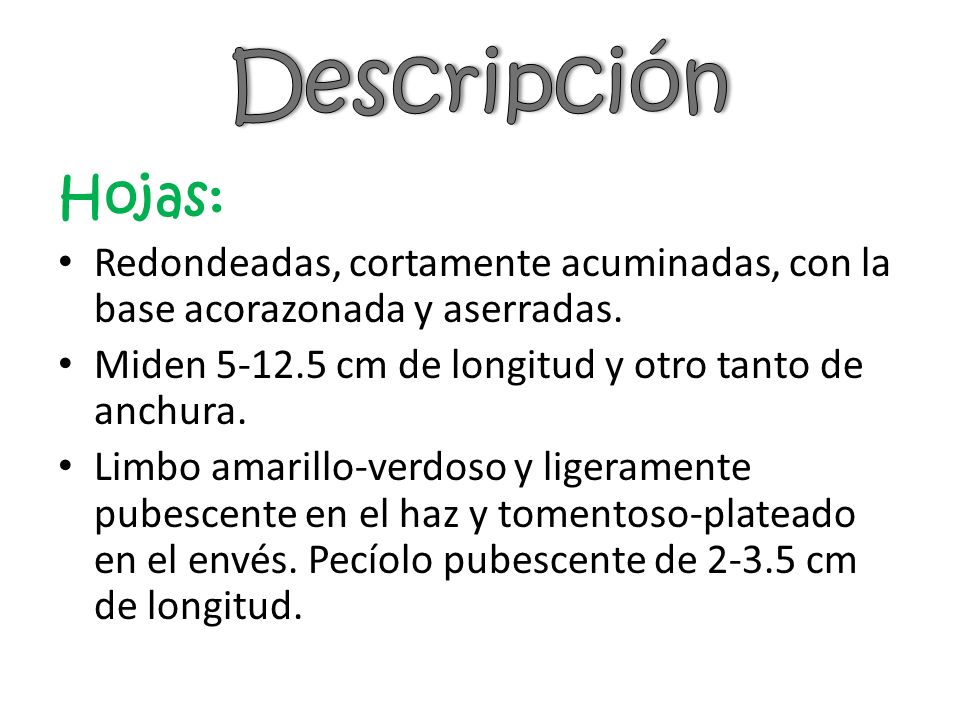 Descripción Hojas: Redondeadas, cortamente acuminadas, con la base acorazonada y aserradas. Miden cm de longitud y otro tanto de anchura.