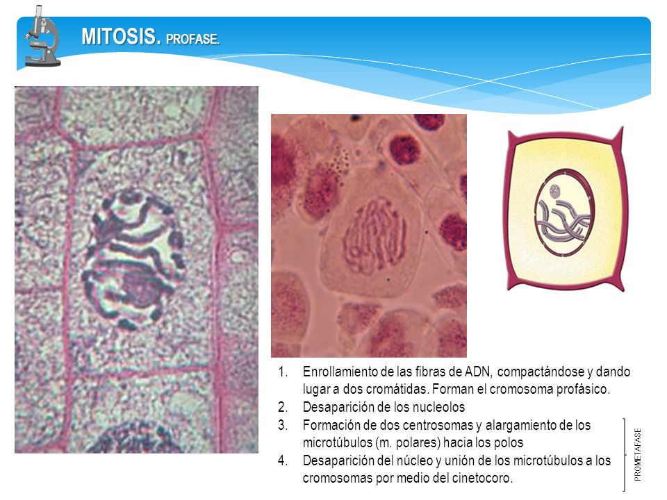 MITOSIS. PROFASE. Enrollamiento de las fibras de ADN, compactándose y dando lugar a dos cromátidas. Forman el cromosoma profásico.