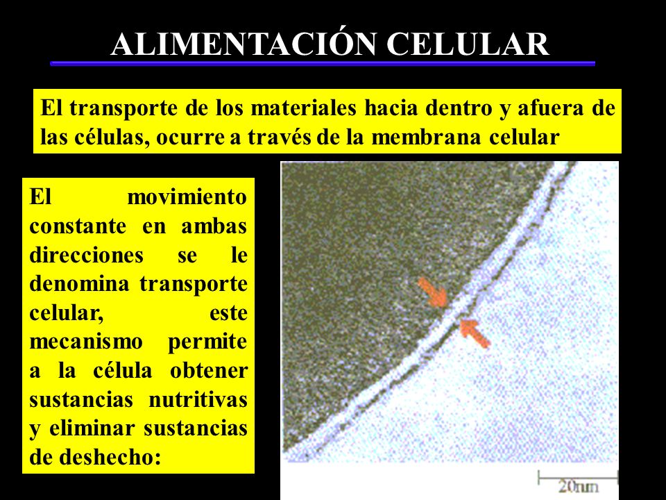 ALIMENTACIÓN CELULAR El transporte de los materiales hacia dentro y afuera de las células, ocurre a través de la membrana celular.