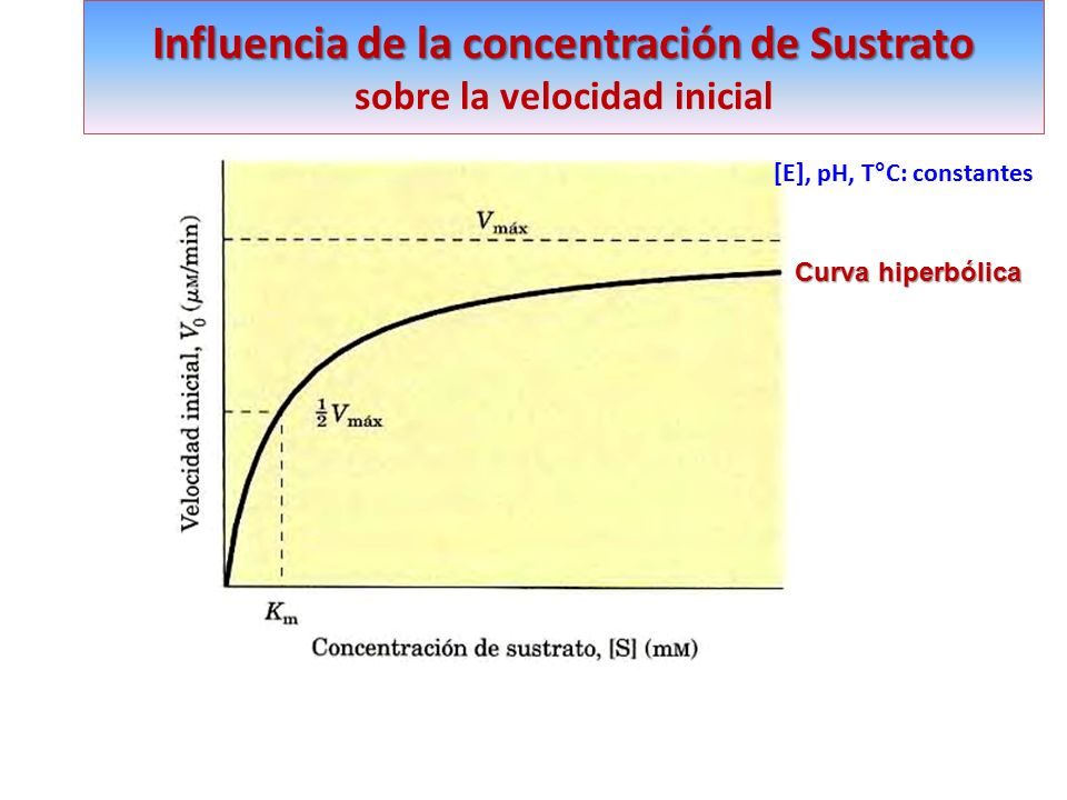 Influencia de la concentración de Sustrato sobre la velocidad inicial