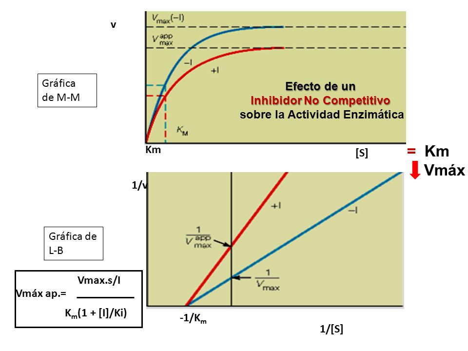 Inhibidor No Competitivo sobre la Actividad Enzimática
