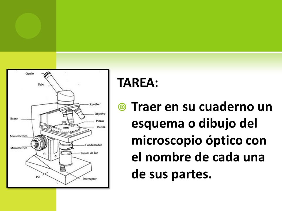 TAREA: Traer en su cuaderno un esquema o dibujo del microscopio óptico con el nombre de cada una de sus partes.