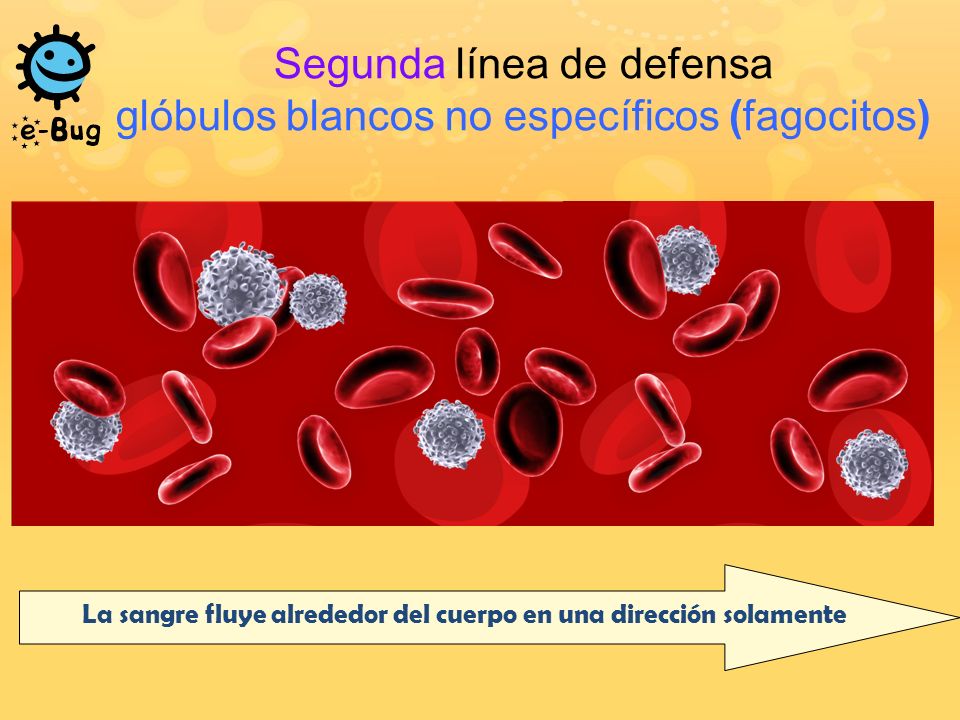 La sangre fluye alrededor del cuerpo en una dirección solamente