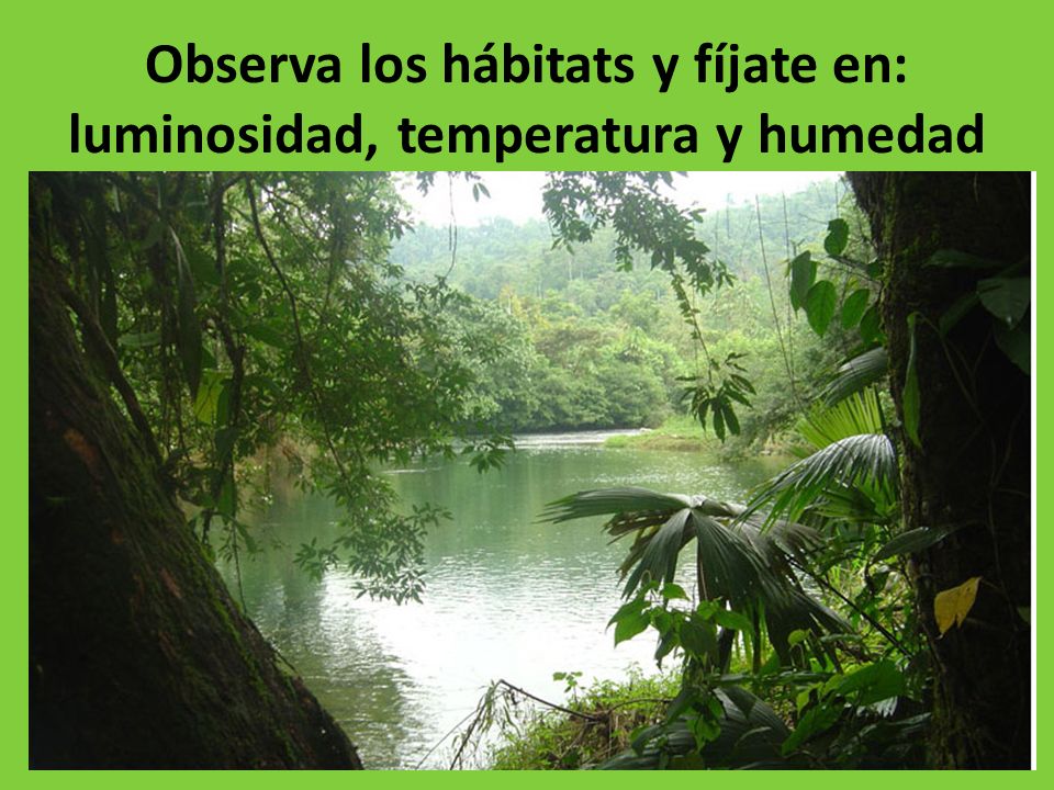 Observa los hábitats y fíjate en: luminosidad, temperatura y humedad