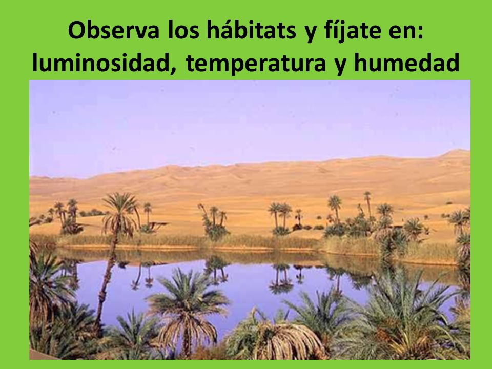 Observa los hábitats y fíjate en: luminosidad, temperatura y humedad